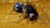 Fehlentwickelte Messor cephalotes Königin _2.jpg