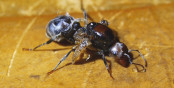 Fehlentwickelte Messor cephalotes Königin _3.jpg