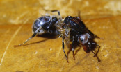 Fehlentwickelte Messor cephalotes Königin _4.jpg