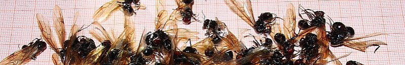 Messor cephalotes Königinnen.jpg