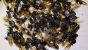 Messor cephalotes Königinnen _1.jpg