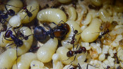 Messor cephalotes Königinnenpuppe _2.jpg