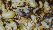 Messor cephalotes Köninnenpuppe _1.jpg