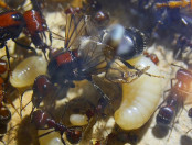 Messor cephalotes Königinnen _3.jpg