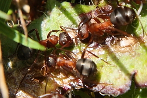 Formica sanguinea.jpg