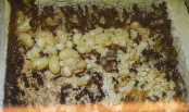Messor cephalotes Brut.jpg