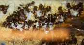 Messor cephalotes Eier.jpg
