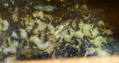 Messor cephalotes Königinnenlarven 1.jpg
