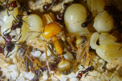 Messor cephalotes  1.jpg