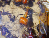 Messor cephalotes 5.jpg