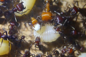 Messor cephalotes 6.jpg