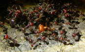 Messor cephalotes 8.jpg