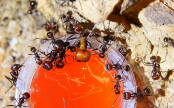 Messor cephalotes 9.jpg