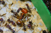 Messor cephalotes 11.jpg