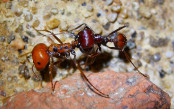 Messor cephalotes 12.jpg