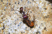 Messor cephalotes 13.jpg