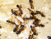 Camponotus barbaricus.jpg