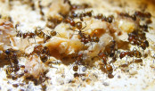 Camponotus nicobarensis.jpg
