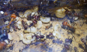 Messor cephalotes Königinnenlarven.jpg
