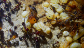 Messor cephalotes Brut _3.jpg