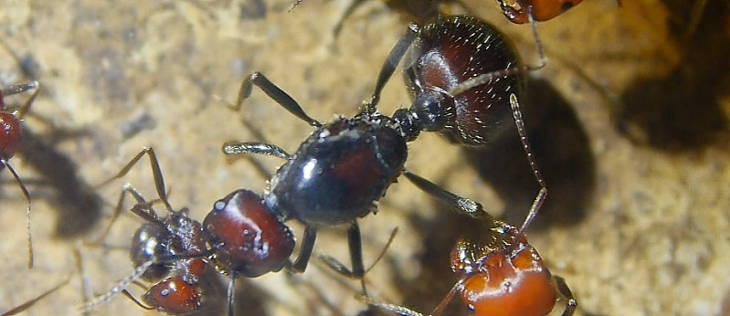 Messor cephalotes Königin.jpg