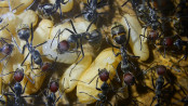 Camponotus singularis Brut.jpg