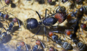 Camponotus singularis Königin.jpg