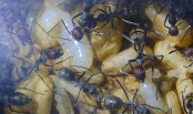 Camponotus singularis Larve einer Majorarbeiterin.jpg