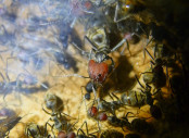 Camponotus singularis Majorarbeiterin 1.jpg