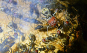 Camponotus singularis Majorarbeiterin 2.jpg