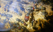 Camponotus singularis Majorarbeiterin.jpg