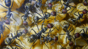 Camponotus singularis Nachwuchspflege.jpg