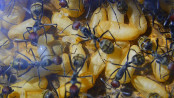 Camponotus singularis Puppen.jpg