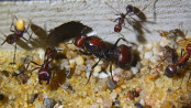 Messor cephalotes _6.jpg