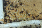 Messor cephalotes Brut _1.jpg