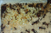 Messor cephalotes Brut _2.jpg