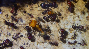 Messor cephalotes_5.jpg