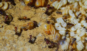 Messor cephalotes_8.jpg