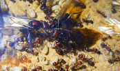 Messor cephalotes_9.jpg