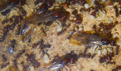 Messor cephalotes_10.jpg