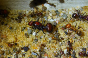 Messor cephalotes _5.jpg