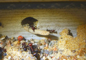 Messor cephalotes mit Mehlkäferlarve.jpg