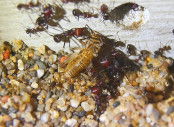 Messor cephalotes transportieren Heimchen.jpg