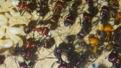 Messor cephalotes Nesteinblick _1.jpg