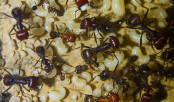 Messor cephalotes Nesteinblick _3.jpg