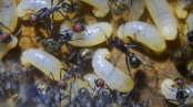 Camponotus singularis Larven _3.jpg