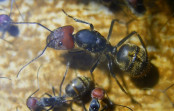 Camponotus singularis Königin _1.jpg