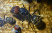 Camponotus singularis Königin _2.jpg