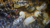 Camponotus singularis Larven _1.jpg