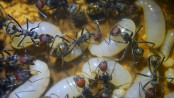 Camponotus singularis Larven _2.jpg